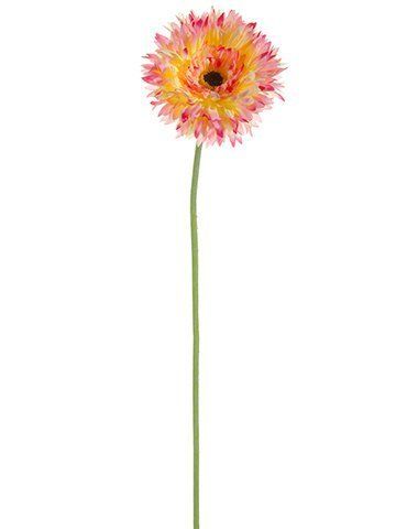 Daisy Flower Teddy Bear Gerbera Daisy New Photo Beautiful Flower