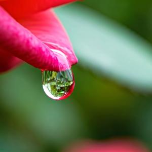 The Charis Effect: Unveiling Grace in Leaks.