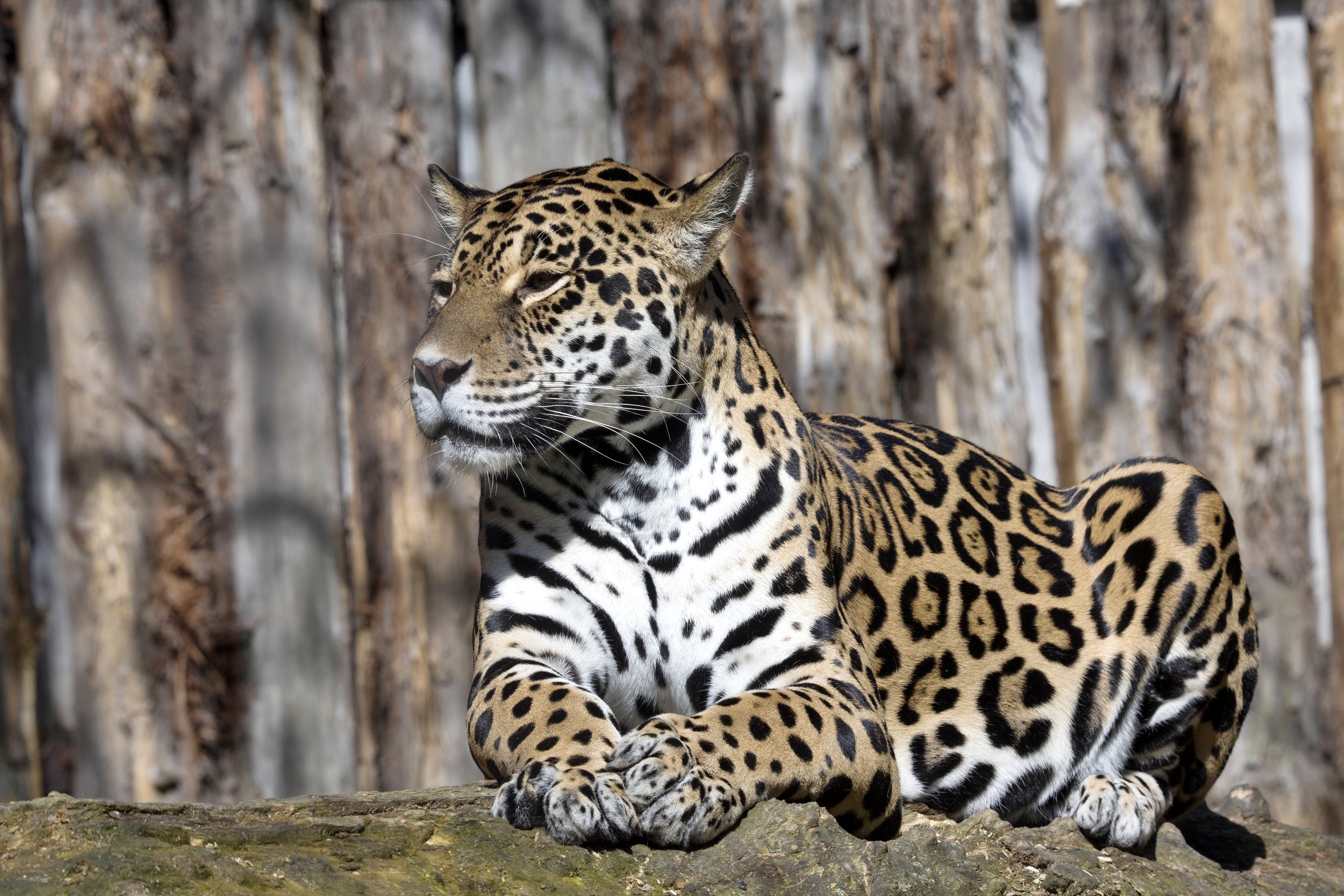 Jaguars Animals Nature Wallpapers Hd Desktop And Mobile Backgrounds