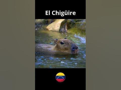 Las Mejores Rese As De Sim N El Chig Ire Bipolar Las Mejores Rese As De Sim N El Chig Ire Bipolar