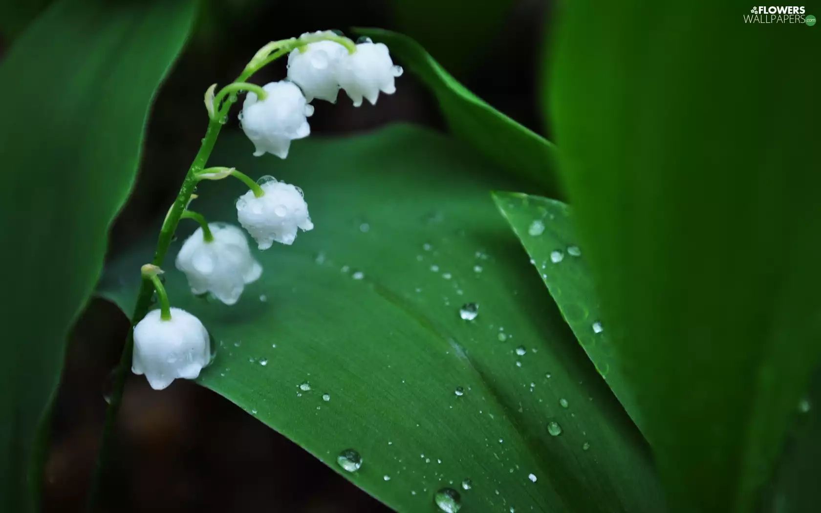 Lily Of The Valley Flowers With Drops Of Water On Them