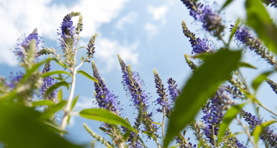 Veronica Meaning Origin History And Popularity